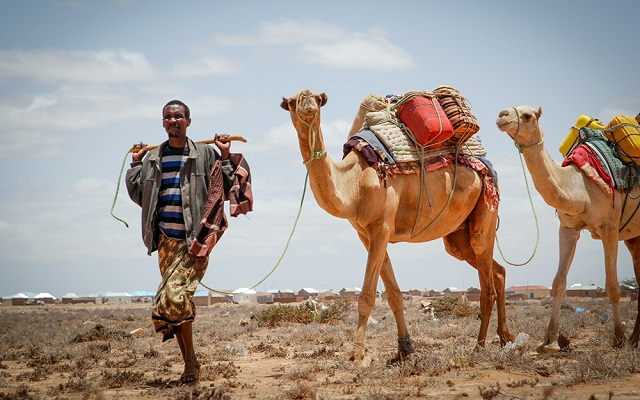 1.5 milyan oo qof oo kunool Puntland ayaa u baahan cuno iyo biyo. [Sawirka: Puntland Mirror]