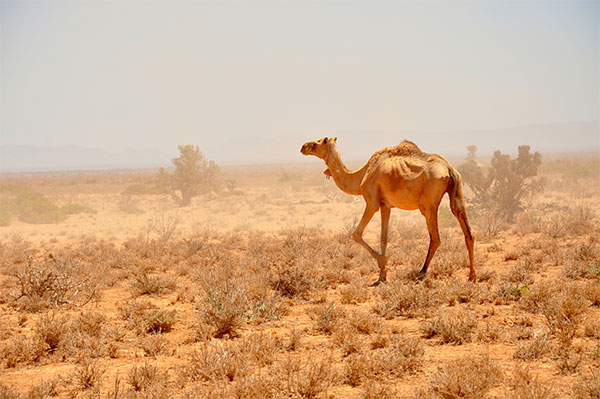 Camel in a drought area in Nugal region of Puntland, April, 2016. [Photo: Mohamed Omar/Puntland Mirror]