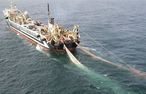 Foreign fishing vessels arrives in Bosaso shore. [Photo: Archive]