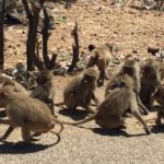 Puntland: wild animals started to die due to drought