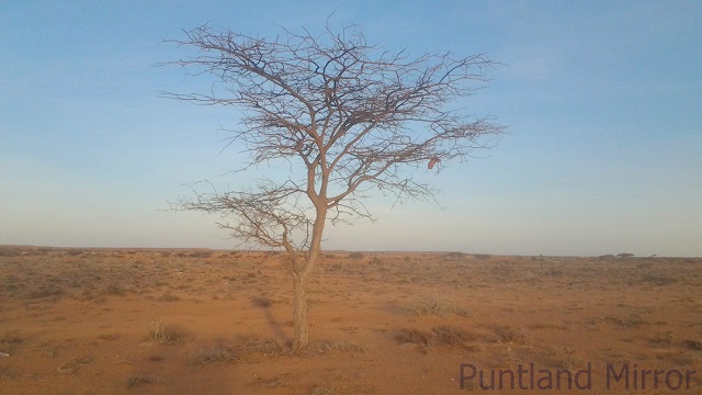 The failure of the Deyr rainy season, habitually October to November, has triggered the drought. {Photo: Puntland Mirror]