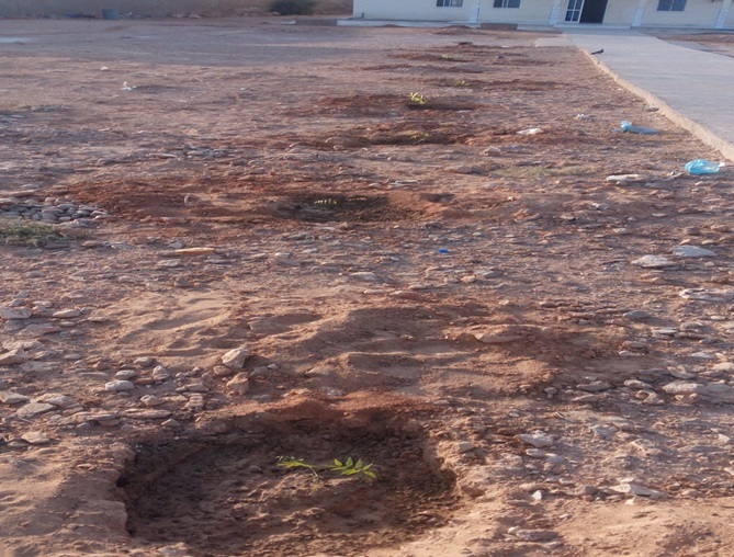 A trees without fencing, planted in the Garowe general hospital. [Photo: Puntland Mirror]