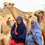 A Downsized Saudi Hajj Wreaks Havoc on Somalia’s Camel Exports