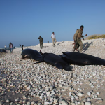 More than 100 dead dolphins found on Somali coast, cause a mystery